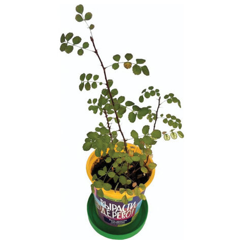 Набор для выращивания растений ВЫРАСТИ ДЕРЕВО! "Роза золотая китайская" (банка, грунт,семена), zk-062